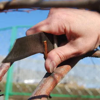 Bimbózó, hogyan és mikor kell csinálni egy fotó és videó bimbózó fák, az időzítés a bimbózó