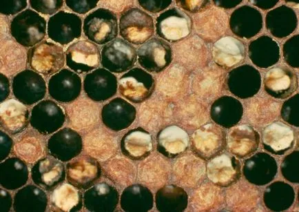 Описание и лечение на заболявания на пчелите потомство
