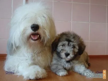 Одеса идеалното куче порода - истински истории на измисления живот