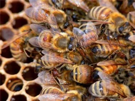 Описание и лечение на заболявания на пчелите потомство