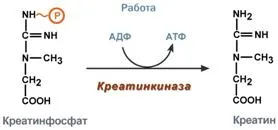 Креатин - резерв от експлозивна енергия