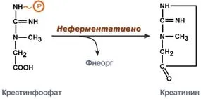 Креатин - резерв от експлозивна енергия