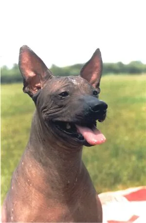 Ksoloyttskuintli, мексикански Hairless Dog, съвременност