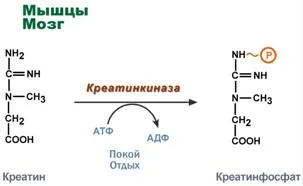 Креатин - резерв от експлозивна енергия