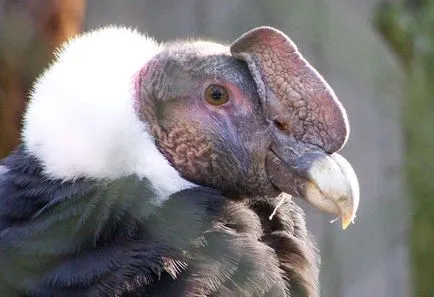 Cine este condor andin