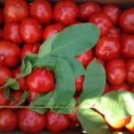 Pulverizarea ovarele tomate acid boric să utilizeze metode
