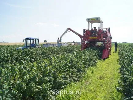 Alapelemei ültetés, nevelése és betakarítása fekete ribizli ipari ültetvények