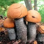 Intoxicatia Toadstool palid, semne și simptome de intoxicație, prim ajutor