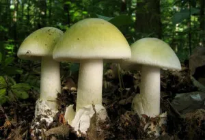 Intoxicatia Toadstool palid, semne și simptome de intoxicație, prim ajutor