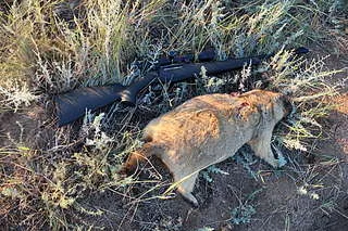 Vânătoare pentru groundhog 1