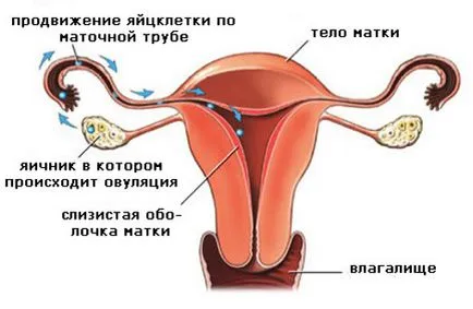 Az ovuláció és a valószínűségét teherbe egy gyermek