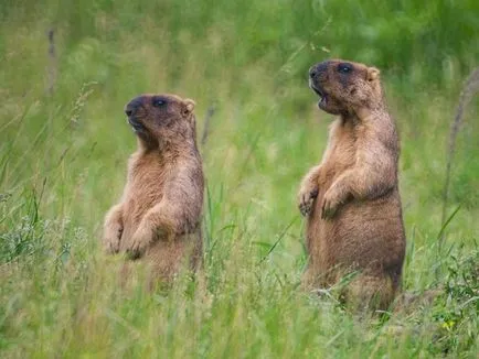 Vânătoare pentru Marmot