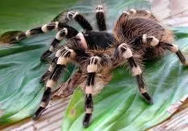 tarantula pók igazi evés madarak