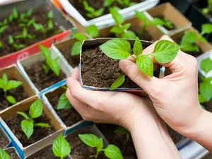 Paprika, csemeték ültetése a holdnaptár kedvező napok ültetés