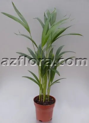 Areca palmier - ingrijire, alegerea solului, udarea corecta, reproducerea