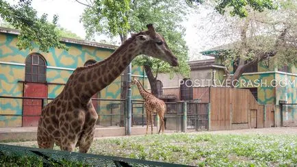 Beijing Zoo (Beijing Zoo) afișări, informații utile