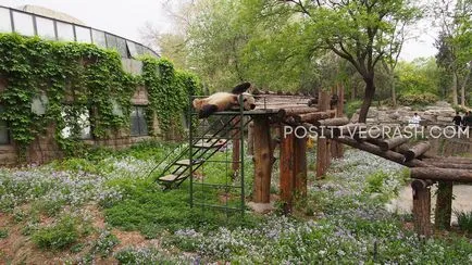 Beijing Zoo (pekingi állatkert) benyomások, hasznos információkat