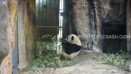 Пекин Zoo (Пекин зоопарк) впечатления, полезна информация