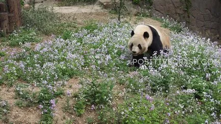 Beijing Zoo (pekingi állatkert) benyomások, hasznos információkat