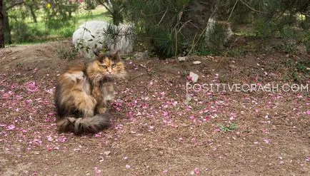 Beijing Zoo (Beijing Zoo) afișări, informații utile