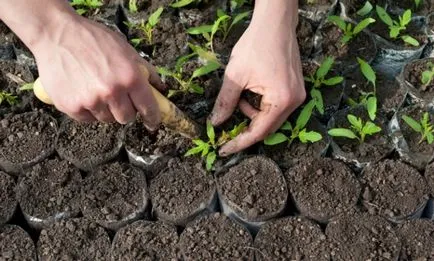 paradicsom transzplantációs áprilisban, amikor a kedvező nap a holdnaptár 2017