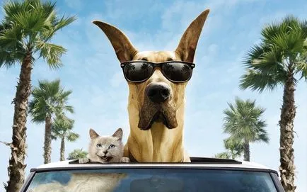 Állatok szállítása az autóban - a szabályok és hasznos tippeket!