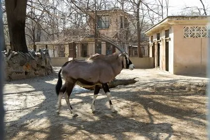 Beijing Zoo - Gradina de zece mii de animale