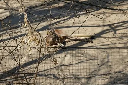 Beijing Zoo - Gradina de zece mii de animale