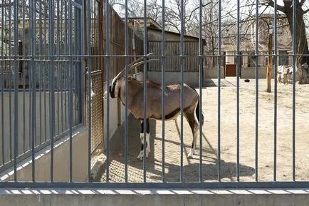 Beijing Zoo - Gradina de zece mii de animale