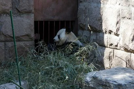 Beijing Zoo - Gradina de zece mii de animale