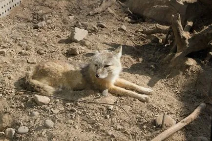 Beijing Zoo - Gradina de zece mii de animale