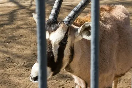 Beijing Zoo - Gradina de zece mii de animale