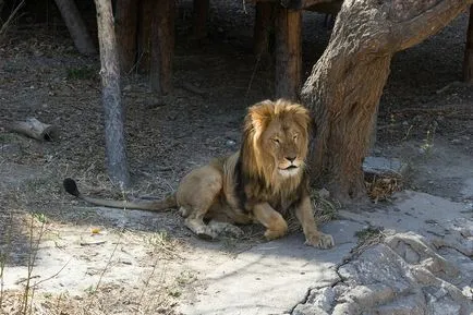 Beijing Zoo - Gradina de zece mii de animale