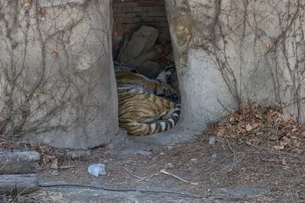 Beijing Zoo - Gradina de zece mii de animale