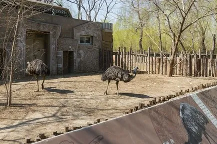 Beijing Zoo - Gradina de zece mii de animale