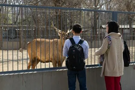 Beijing Zoo - Gradina de zece mii de animale