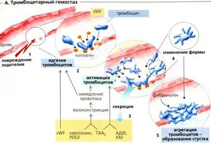 Primer hemosztázisban, a szakaszában a vaszkuláris-vérlemezke hemosztázis