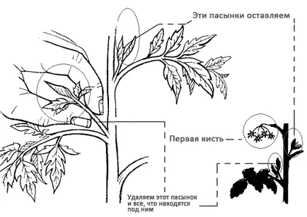 pasynkovanie домат