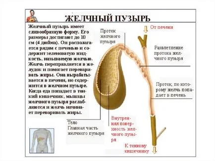 simptomele și tratamentul vezicii biliare copil inflexiune