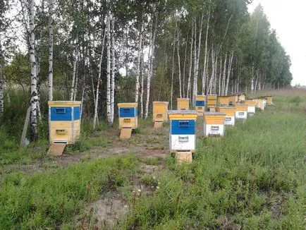 Apiary pentru începători