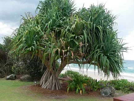 Pandanus otthoni gondozást, fotó, reprodukció jellemzőit, a betegség