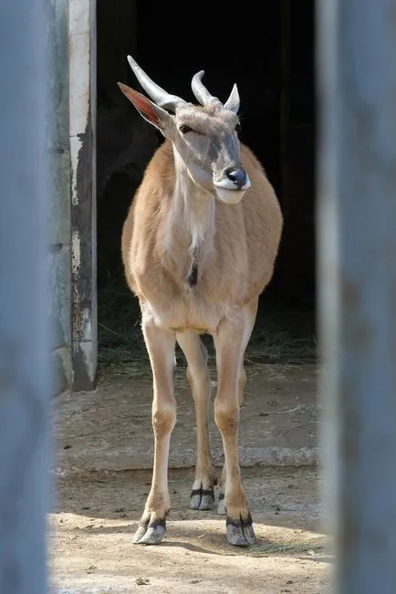 Beijing Zoo - Gradina de zece mii de animale