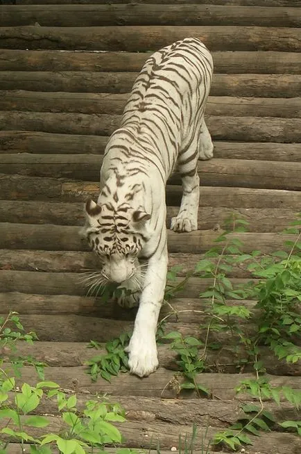 Beijing Zoo - Gradina de zece mii de animale