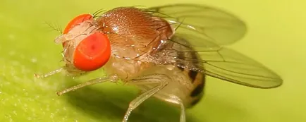 Drosophila плодови мушици, като има и как да се отървете от тях