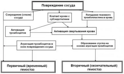 Primer hemosztázisban, a szakaszában a vaszkuláris-vérlemezke hemosztázis