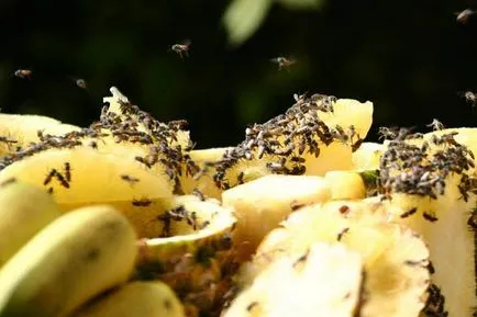 Drosophila gyümölcslégy mint ott, és hogyan lehet megszabadulni tőlük