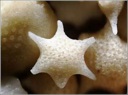 A homok a mikroszkóp alatt