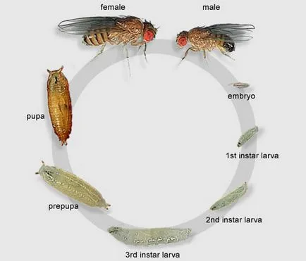 Drosophila плодови мушици, като има и как да се отървете от тях