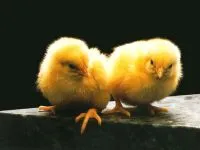 Miért ment át a csirke alszik állandóan miért hosszú alvás csirkék miért csirkék folyamatosan aludni