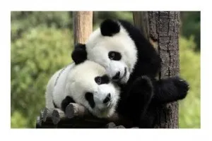 Miért „Panda” nevezték „Panda” vicces neve márka, ez a tendencia ™